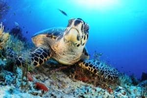 дайвинг-отдых в Марса-Алам